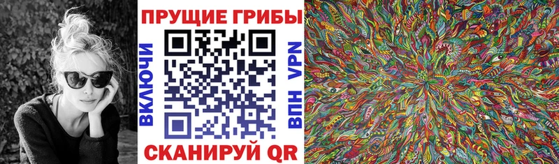 Галлюциногенные грибы Psilocybe  Купить закладки  Трубчевск 